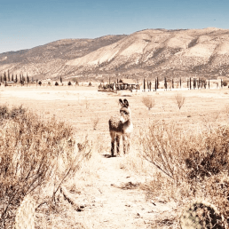 evidencias al futuro, Marcel del Castillo, Galeana, Nuevo León,. Artista mexicano, artista venezolano, arte contemporáneo, cortometraje, video ensayo